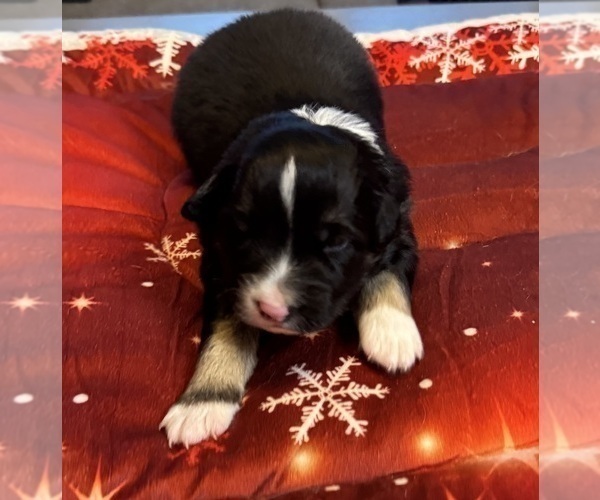 Medium Photo #28 Australian Shepherd Puppy For Sale in SALISBURY, NC, USA