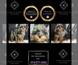 Poodle (Toy) Puppy for sale in WARSAW, IN, USA