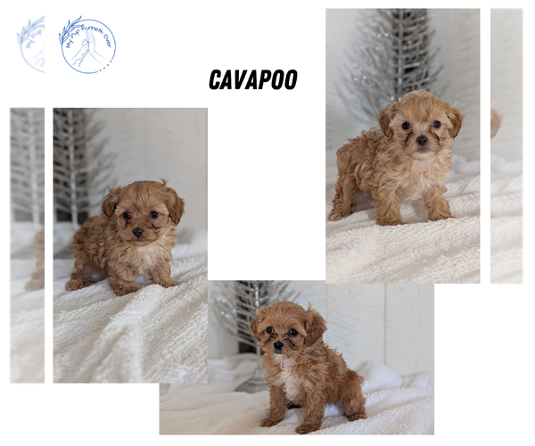Medium Photo #1 Cavapoo (Miniature) Puppy For Sale in GOSHEN, IN, USA