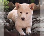 Small Shiba Inu