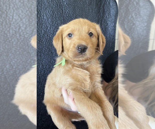 Medium Photo #1 Goldendoodle-Labrador Retriever Mix Puppy For Sale in CAVE CREEK, AZ, USA