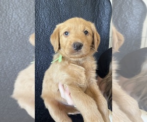 Medium Goldendoodle-Labrador Retriever Mix
