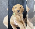 Puppy 2 Goldendoodle-Labrador Retriever Mix