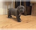Puppy Falkor Cane Corso