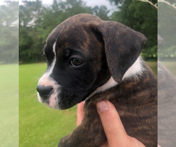 Medium Photo #11 Boxer Puppy For Sale in CHESTERFIELD, SC, USA