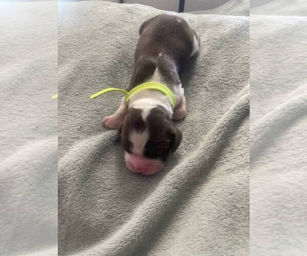 Medium Photo #2 English Springer Spaniel Puppy For Sale in SHERMAN, TX, USA