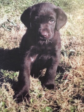 Medium Photo #1 Labrador Retriever Puppy For Sale in FORT DEPOSIT, AL, USA