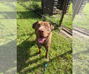 American Pit Bull Terrier-Unknown Mix Dogs for adoption in Orlando, FL, USA