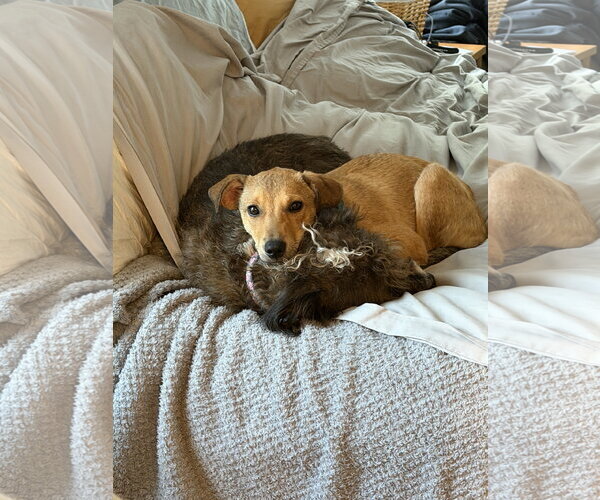 Medium Photo #3 Jack Russell Terrier-Unknown Mix Puppy For Sale in Oakhurst, NJ, USA