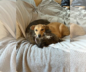 June - playful girl - Female Jack Russell Terrier-Unknown Mix Dog for Adoption - Photo #3