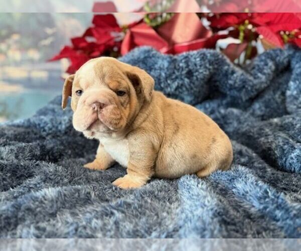 Medium Photo #4 English Bulldog Puppy For Sale in OOLOGAH, OK, USA