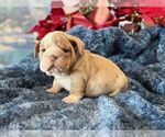 Small #3 English Bulldog