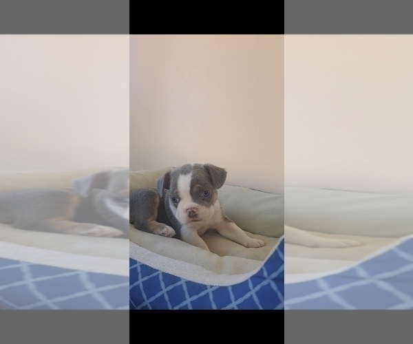 Medium Photo #5 French Bulldog Puppy For Sale in BREMEN, IN, USA