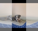 Small Photo #5 French Bulldog Puppy For Sale in BREMEN, IN, USA