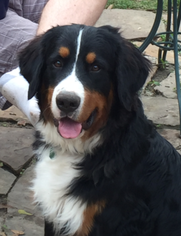 Father of the Great Bernese puppies born on 10/10/2016