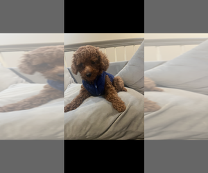 Poodle (Miniature) Puppy for sale in ATLANTA, GA, USA