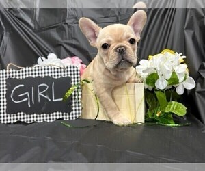 French Bulldog Puppy for sale in NEVADA, TX, USA