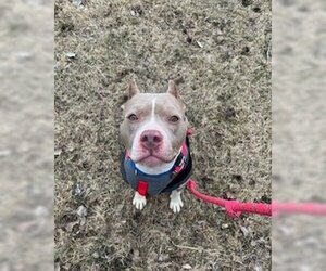 American Pit Bull Terrier Dogs for adoption in Williamsburg, IA, USA