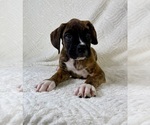 Small #4 Boxer