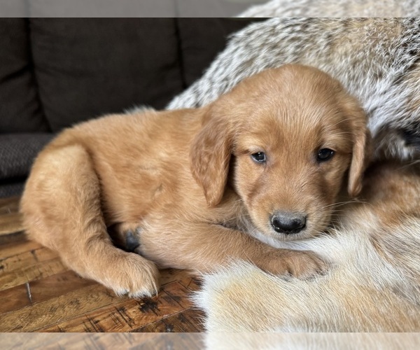 Medium Photo #1 Golden Retriever Puppy For Sale in FORDLAND, MO, USA