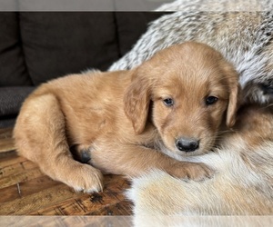 Golden Retriever Puppy for sale in FORDLAND, MO, USA