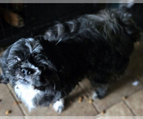 Medium Photo #4 Shih Tzu Puppy For Sale in San Antonio, TX, USA