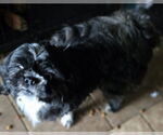 Small #3 Shih Tzu