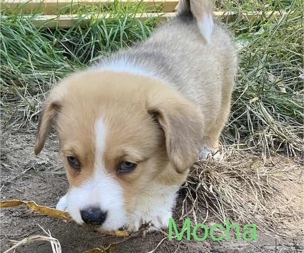 Medium Photo #8 Pembroke Welsh Corgi Puppy For Sale in COLOMA, MI, USA