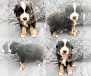 Miniature Australian Shepherd Puppy for sale in BROOKER, FL, USA
