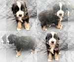 Small Miniature Australian Shepherd