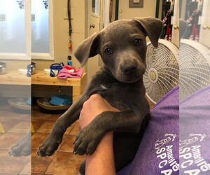 Medium American Pit Bull Terrier-Labrador Retriever Mix