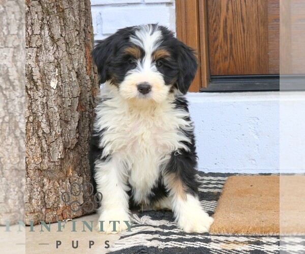 Medium Photo #3 Bernedoodle (Miniature) (+ Poodle Miniature) Puppy For Sale in NARVON, PA, USA