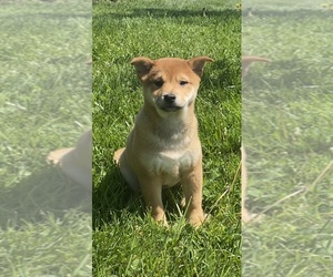 Shiba Inu Puppy for Sale in CANOGA, New York USA