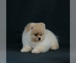 Puppy 1 Pomeranian