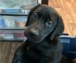 Small Photo #4 Labrador Retriever Puppy For Sale in SPOTSYLVANIA, VA, USA