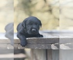 Small #5 Labrador Retriever