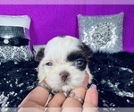 Puppy 2 Shih Tzu