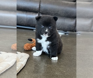 Pomsky Puppy for sale in STRINGER, MS, USA