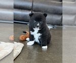 Small Pomsky