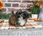 Hayes - Male Shih Tzu Puppy for Sale - Photo #5