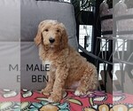 Small Photo #5 Goldendoodle Puppy For Sale in PLAINFIELD, IN, USA