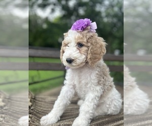 Goldendoodle Puppy for sale in SHERMAN, TX, USA