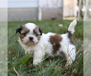 Shih Tzu Puppy for sale in ARTHUR, IL, USA