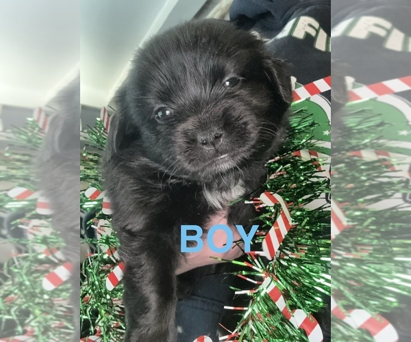 Medium Photo #6 Shiranian Puppy For Sale in PLAINFIELD, IL, USA