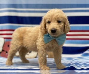 Goldendoodle Puppy for sale in LANCASTER, PA, USA