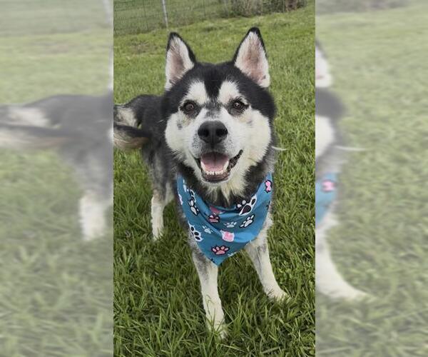 Medium Photo #3 Siberian Husky Puppy For Sale in Rosenberg, TX, USA