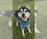 Small #2 Siberian Husky