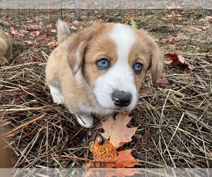 Aussie-Corgi Puppy for sale in ESPERANCE, NY, USA