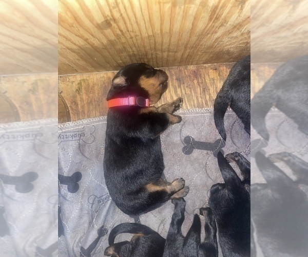 Medium Photo #2 Rottweiler Puppy For Sale in RICHLAND, GA, USA