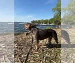 Small #5 American Bulldog Mix